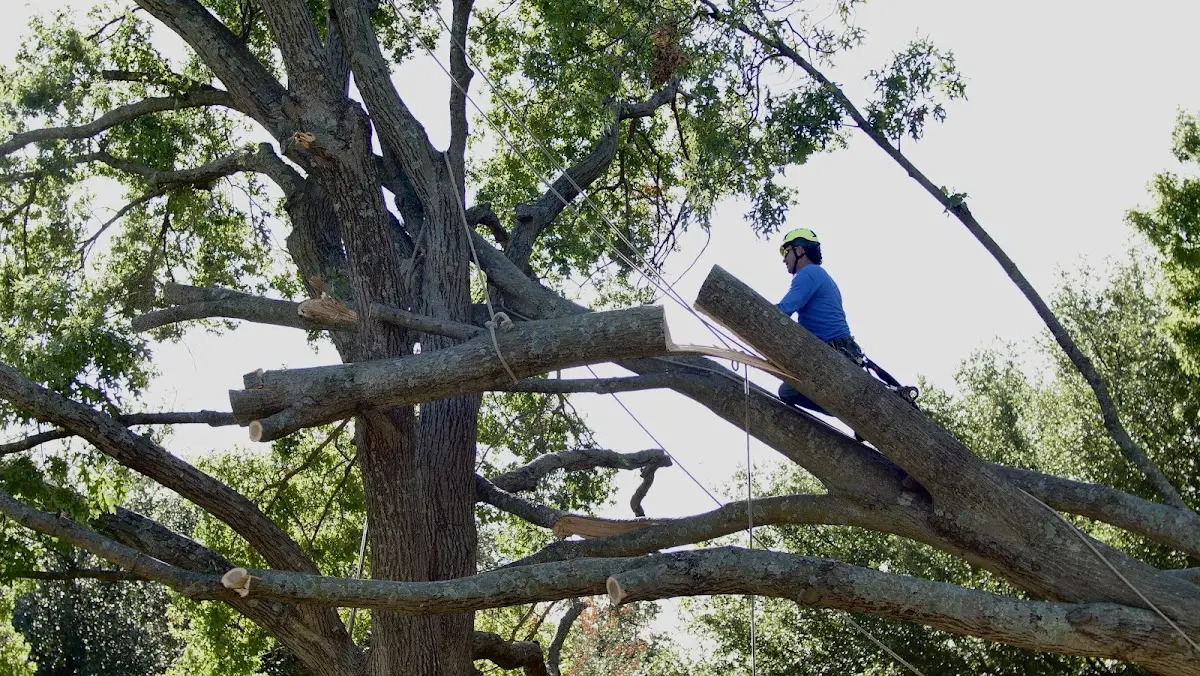 Professional Hazardous Tree Removal performed by certified arborists in Edenville